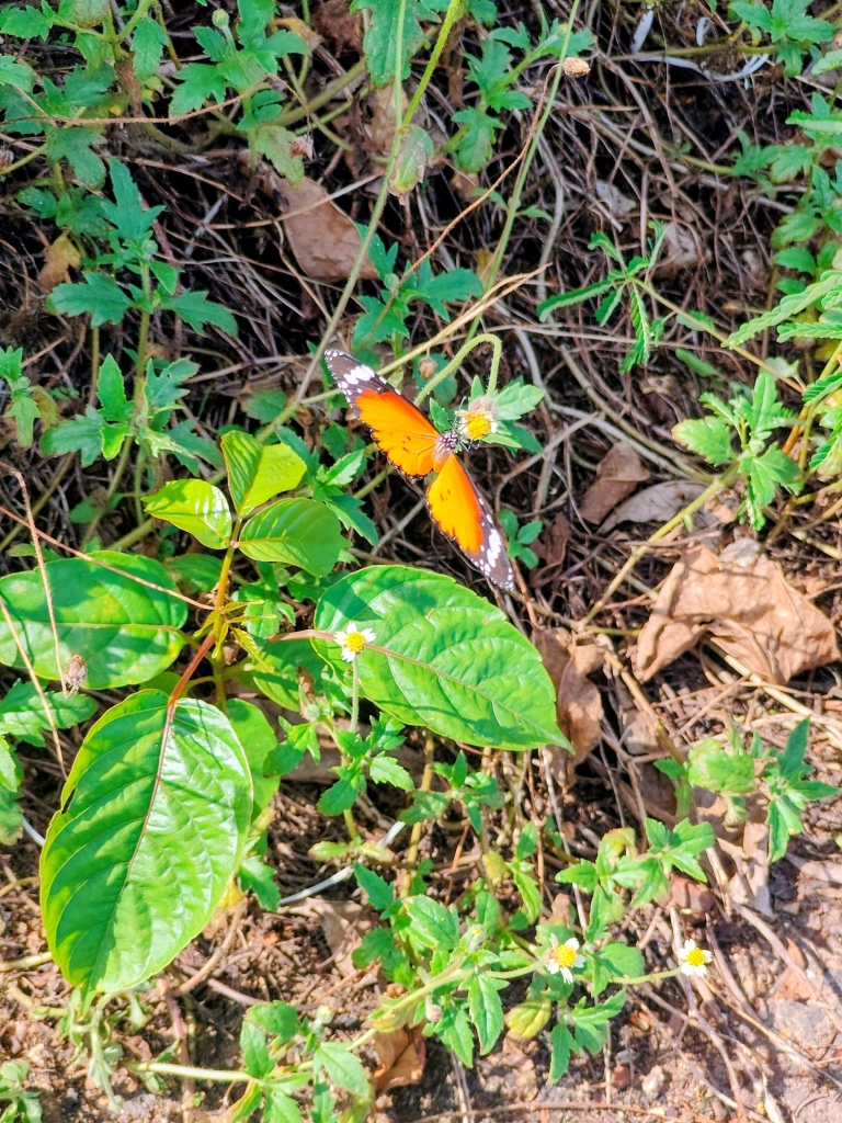 A scene from Thangasserry Breakwater Tourism Park. Chasing butterflies is not for the faint-hearted.