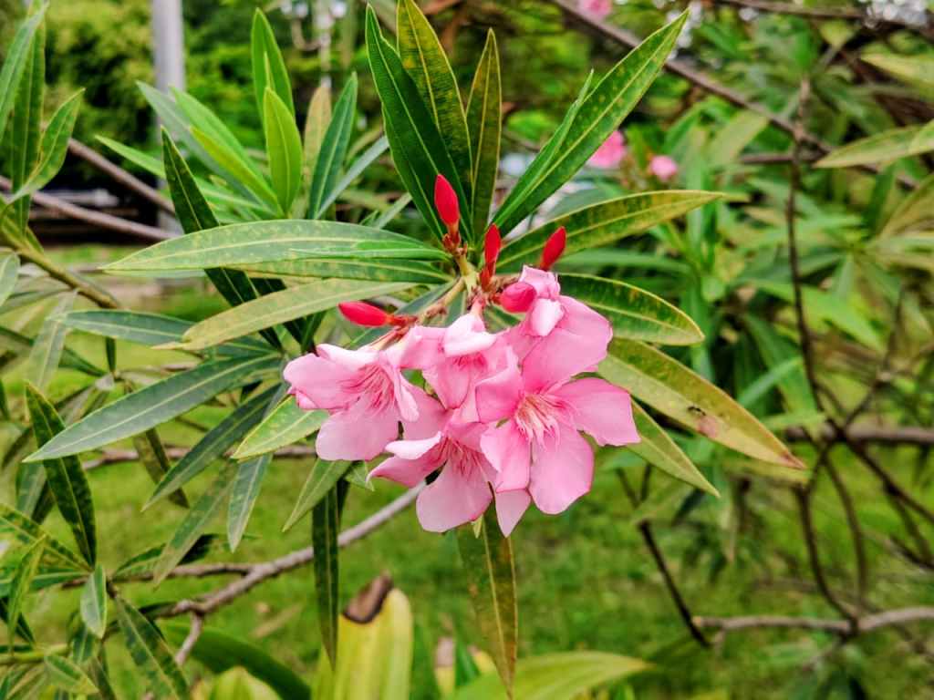 Pink Oleander Flowers