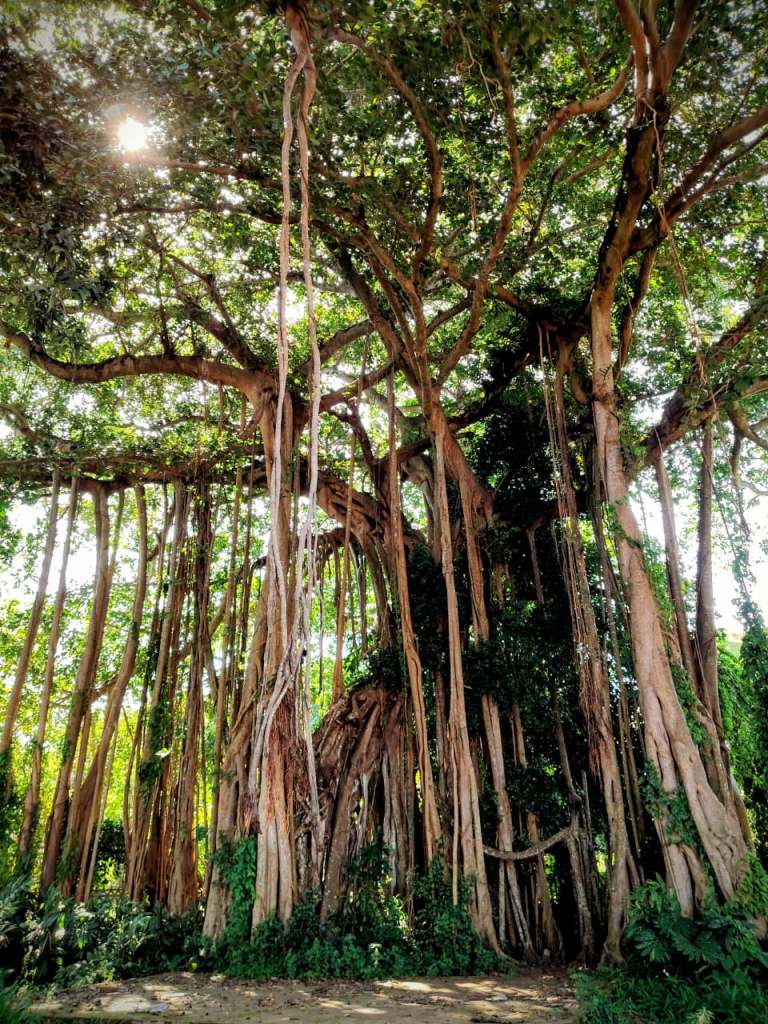 A banyan tree