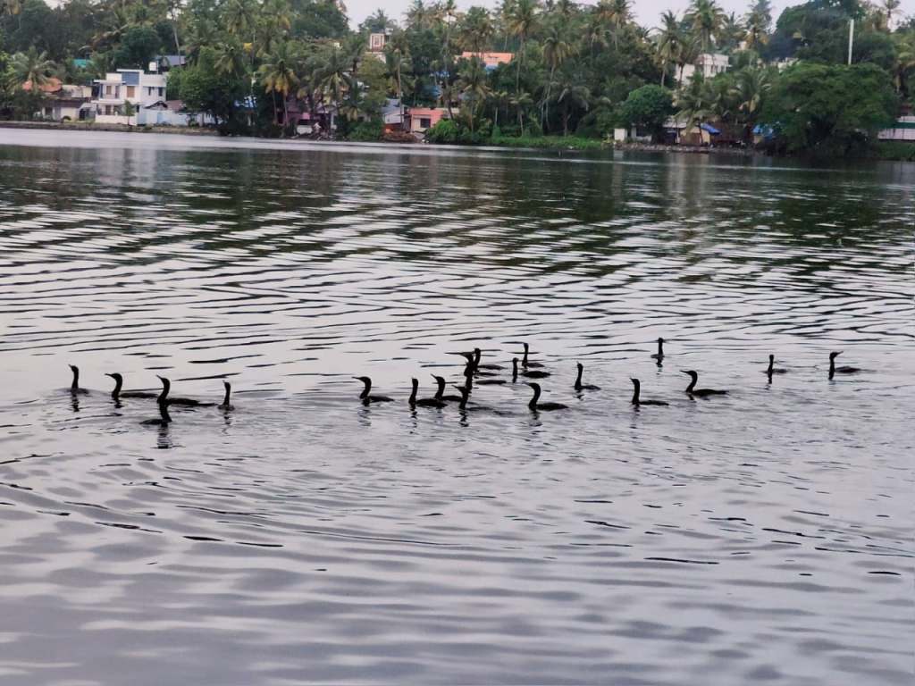 Cranes drifting gracefully on Ashtamudi Lake