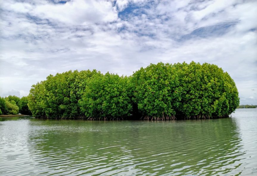 Mangrove trees near Sambranikodi Island