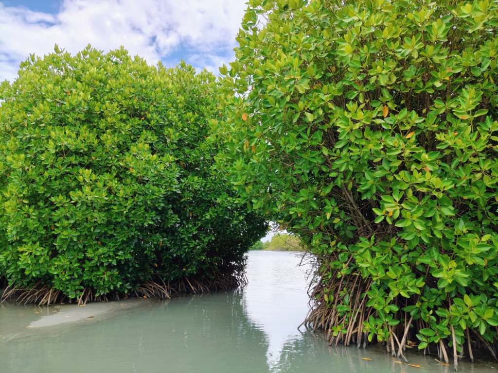 Mangrove forests near Sambranikodi Island.
