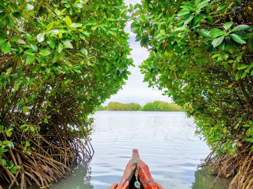 A boat gliding through the heart of a Mangrove forest near Sambranikodi Island