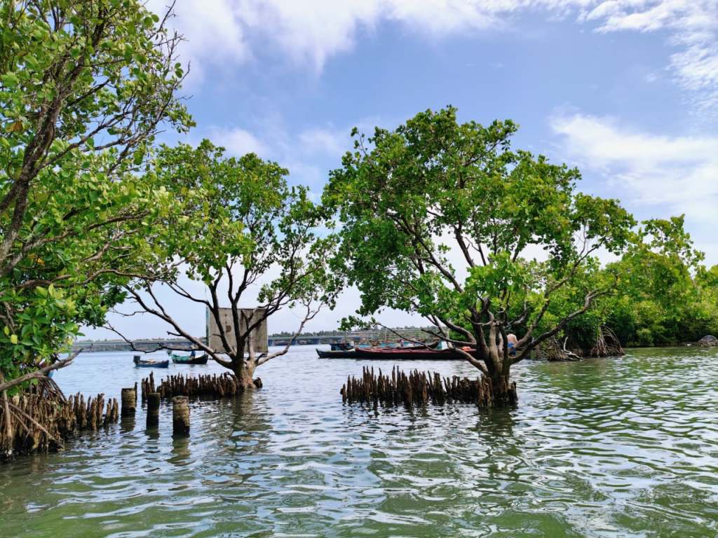 Mangroves near Sambranikodi Island
