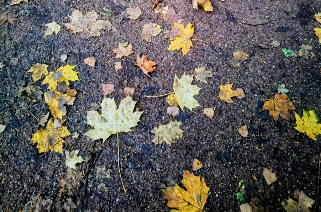 Fallen Autumn Leaves