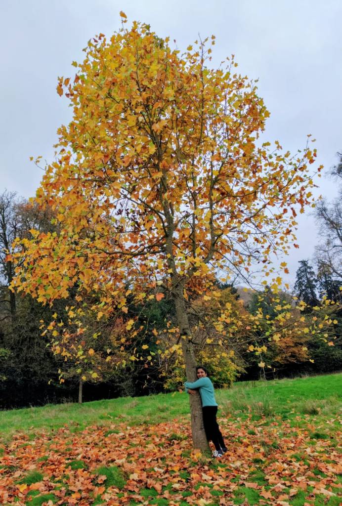 Autumn Tree - Blaise Castle, the Uk