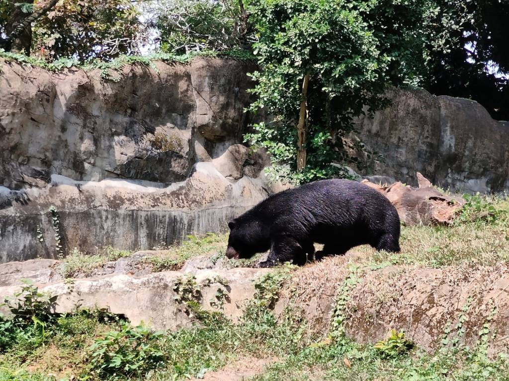 Trivandrum zoo - bears