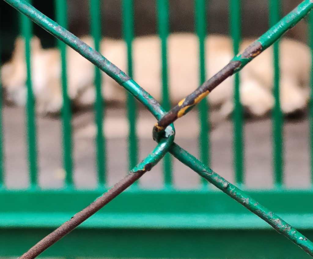 Trivandrum Zoo Cages