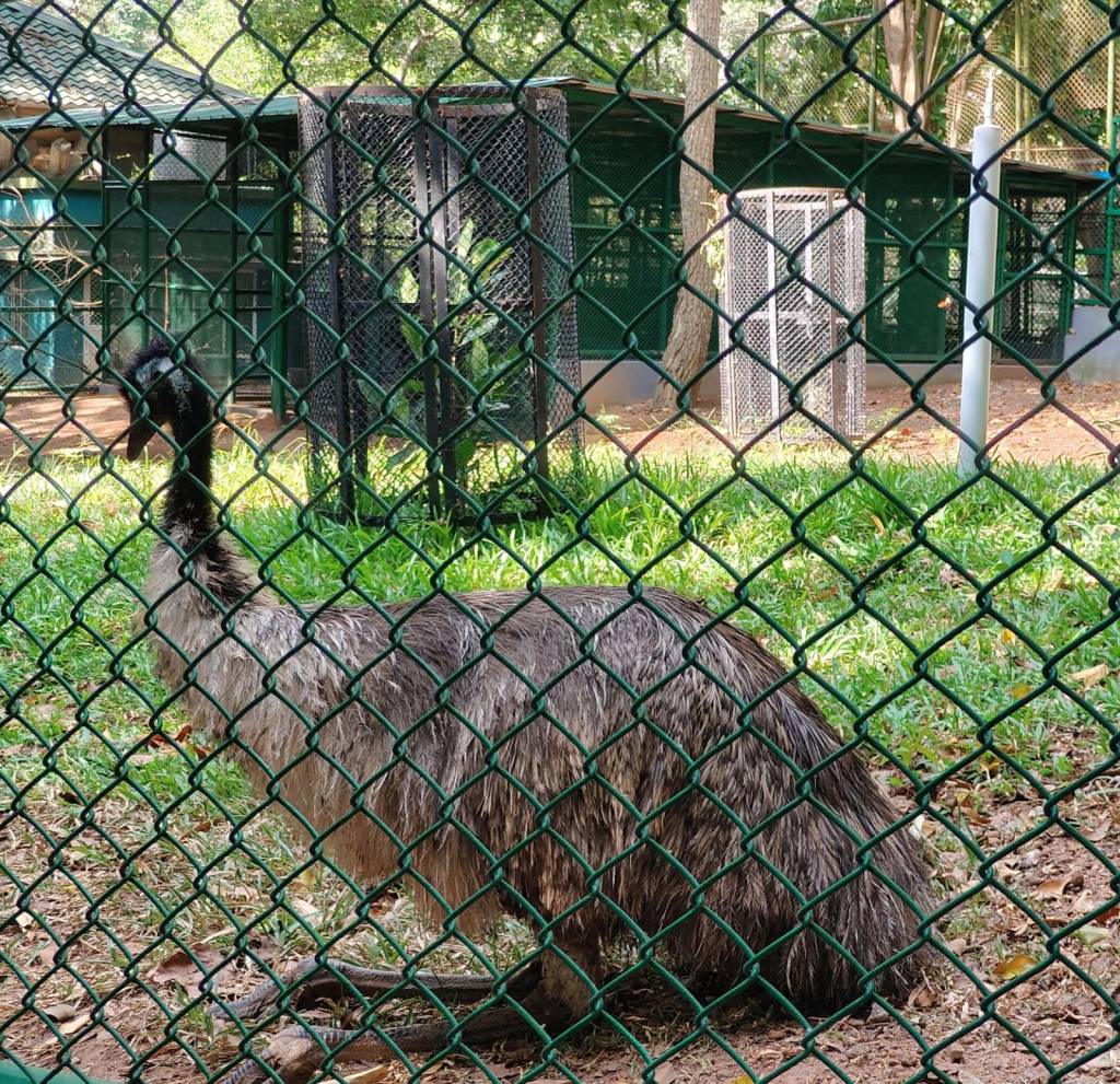 Trivandrum zoo - Emus