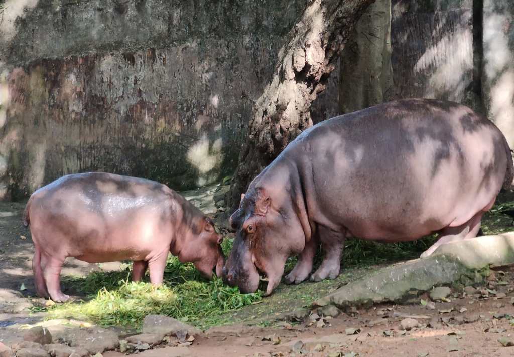 Trivandrum Zoo Hippopotamus