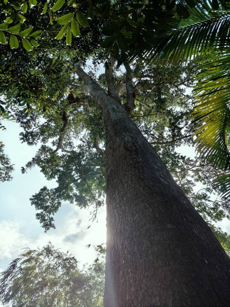 Perumaram - also known as Indian tree of heaven