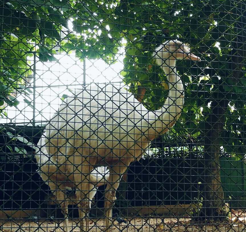 Travel Diaries: Trivandrum Zoo – Aren’t We All Wild Animals Living in a Caged World? 