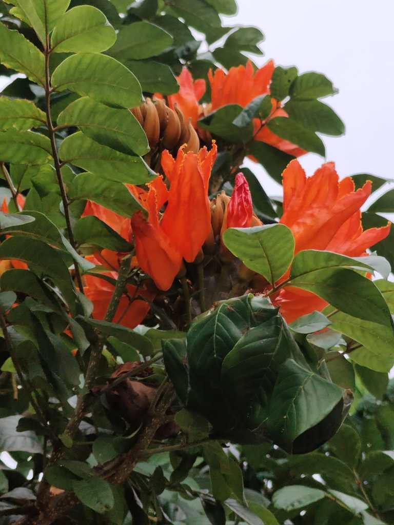 orange flowers  - roadside flowers - in Trivandrum 