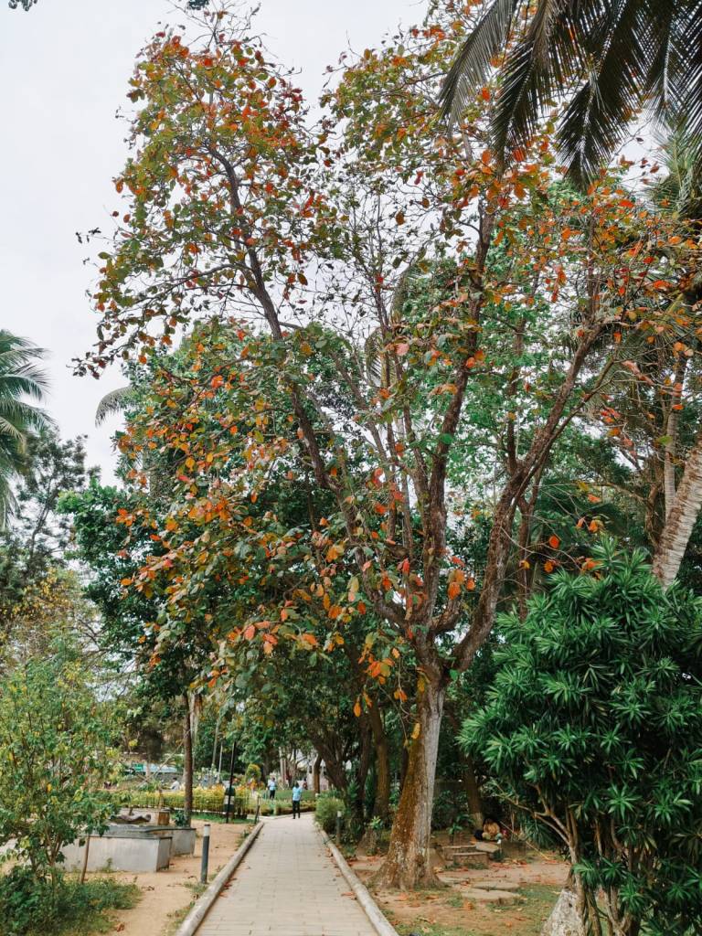 Veli Tourist Village - an Autumn tree