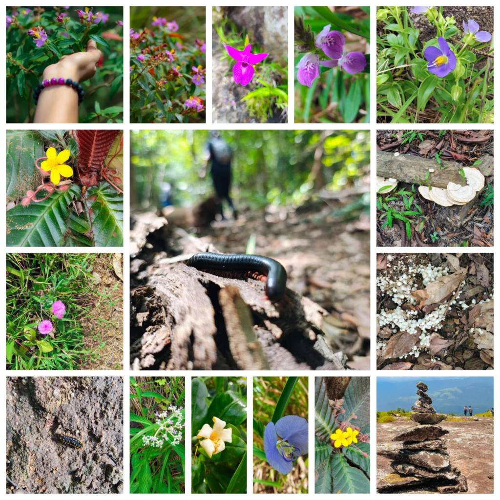 Flora and Fauna of Kathirmudi hills