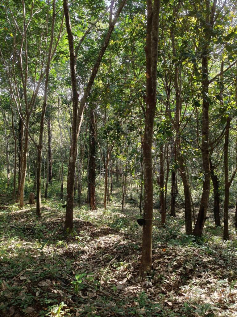 Kathirmudi trek - the rubber trees at the start of the trail.