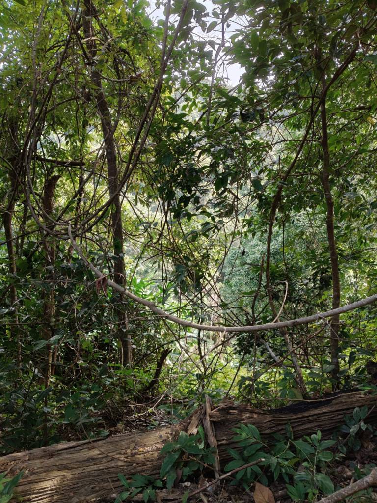 Kathirmudi trek - A tangled, beautiful mess of tree branches, timber, leaves, and creepers.