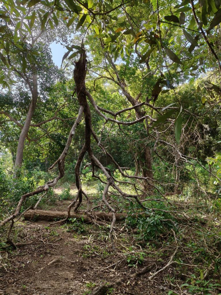 Kathirmudi trek - fallen trees blocking the trail.