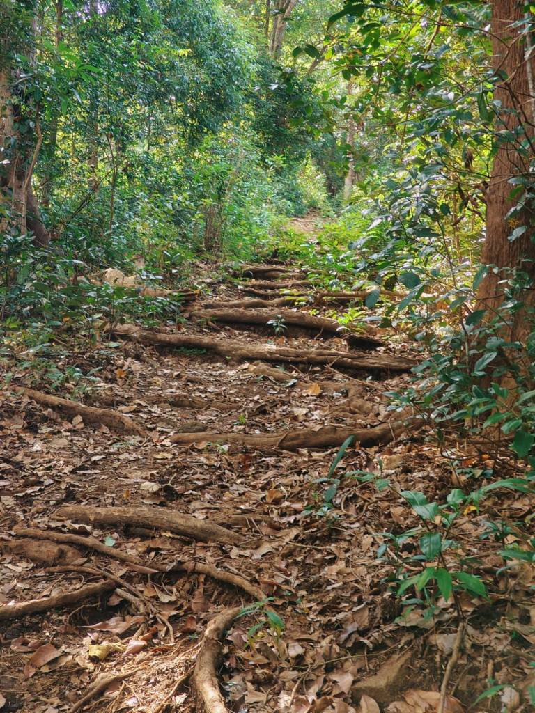 Kathirmudi trek - staircase-like tree-root paths