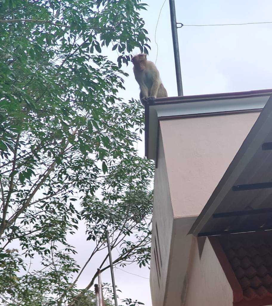 Monkeys eyeing the leftovers - a scene from Amboori