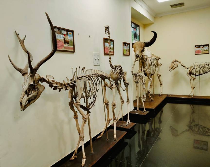 Animal Skeletons from Natural History Museum