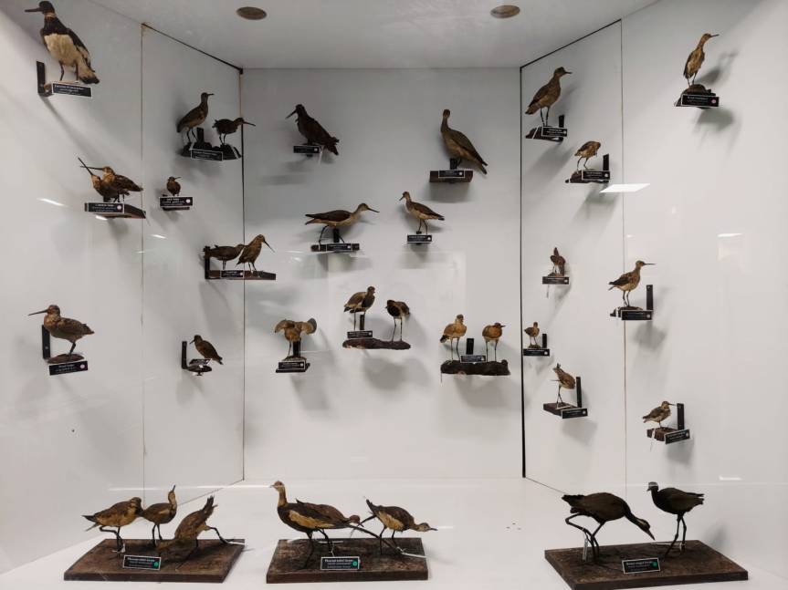 Dead stuffed birds - taxidermy at display in Natural History Museum, Palayam