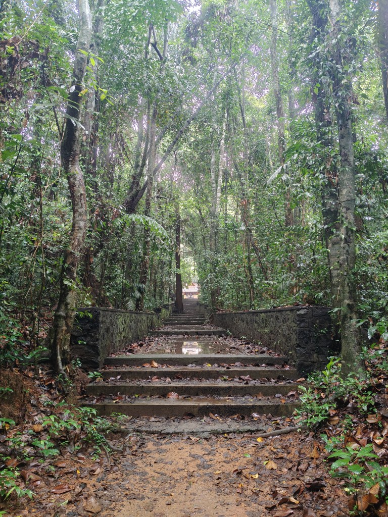 Iringole Kavu Forest Scenes