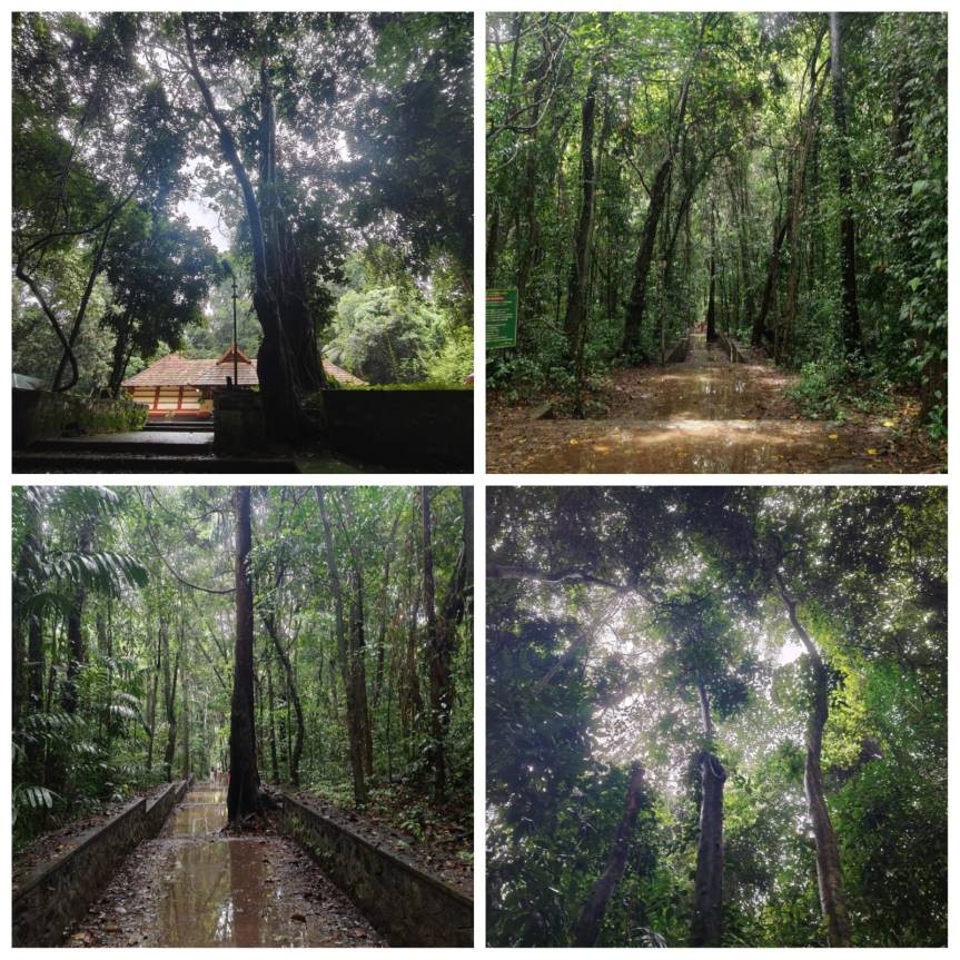 Forest scenes from Iringole Kavu. Rain-kissed trees, muddy forest paths, grounds sponged with decaying leaves, big, and the quaint temple. 