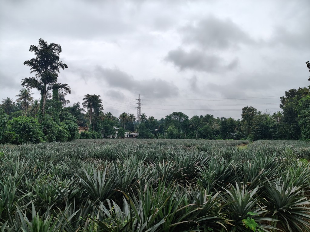 A Pineapple Farm Near the Iringole Kavu